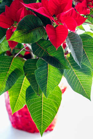 Close up view of a poinsettia plant.の写真素材