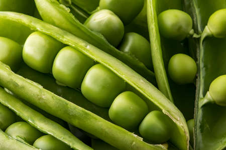 Macro close up of fresh garden sugar snap peas in their pods ready for preparing or eating.の写真素材