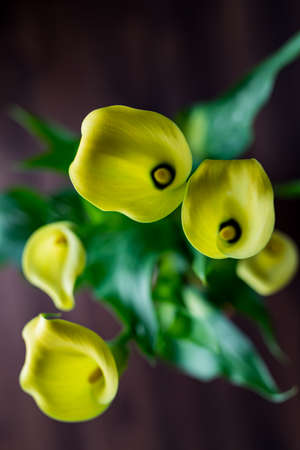 A macro close up view of Calla Lilies with the leaves in soft focus.の写真素材