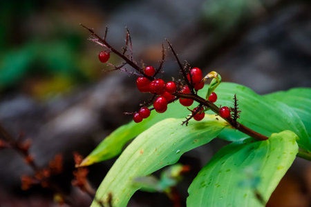 Shrub with small red berries and large flat leaves against a bokeh background.の写真素材