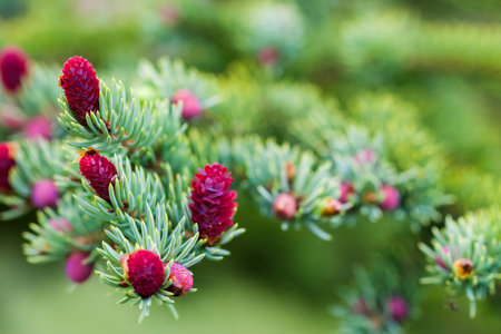 A pine branch with new baby pinecones forming.