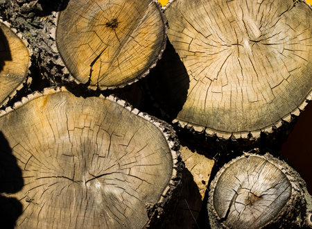 Close up of tree stumps of various sizes in a pile.の写真素材