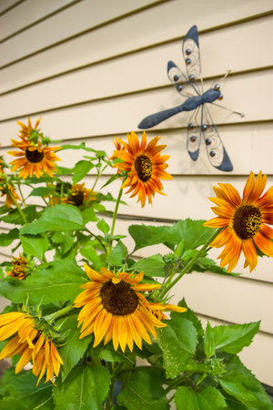 Sunflowers against an outdoor wall with a large dragon fly ornament.の写真素材