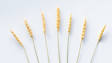 Top down view of strands of wheat against a light background.の写真素材