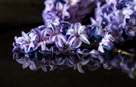 Close up of Hyacinth flowering blossoms, against a black background.の写真素材