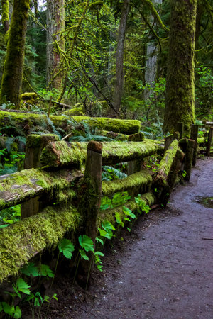 A very mossy covered fence along a path in the forest at Cathedral Grove, BC.