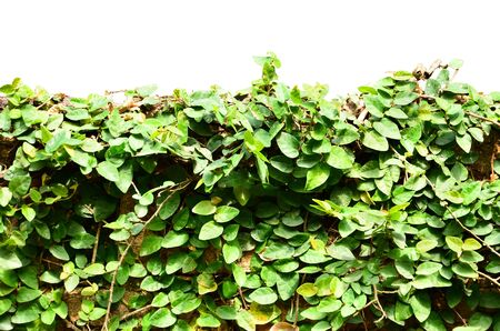 Green Leaves wall Isolate On White Backgroundの写真素材