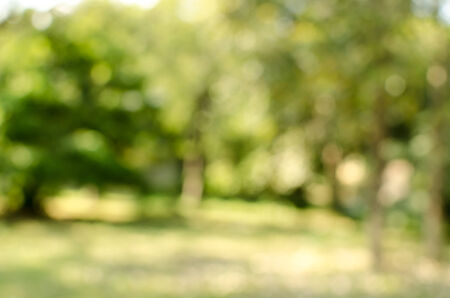 Image of green blurred garden backgroundの写真素材