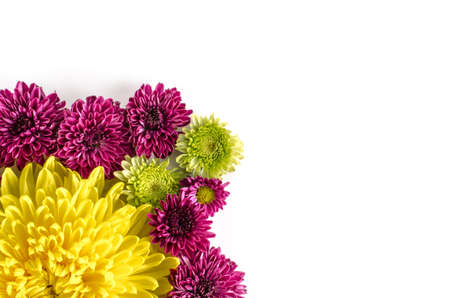 Image of flowers on white  backgroundの写真素材