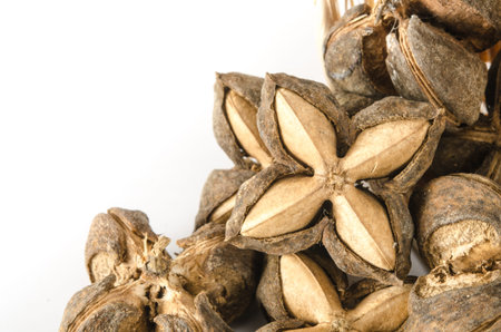 Image of sacha inchi peanut seed on white backgroundの写真素材