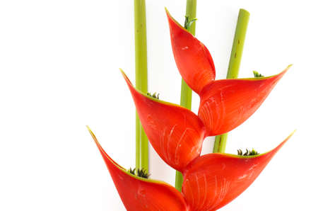 Tropical heliconia flower (Heliconia stricta) on white backgroundの写真素材
