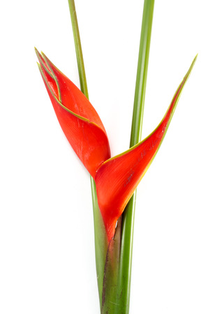 Tropical heliconia flower (Heliconia stricta) on white backgroundの写真素材