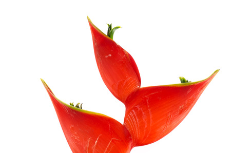 Tropical heliconia flower (Heliconia stricta) on white backgroundの写真素材