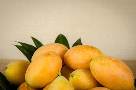 Image of fresh marian plum on fabric backgroundの写真素材