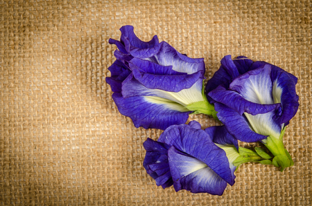 Pea flowers on brown sack backgroundの写真素材