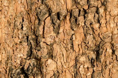 Old bark texture of treeの写真素材