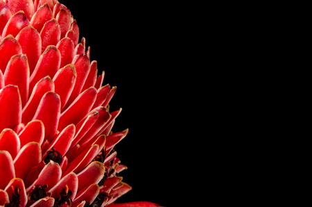 Close up image of Red torch ginger flowerの写真素材