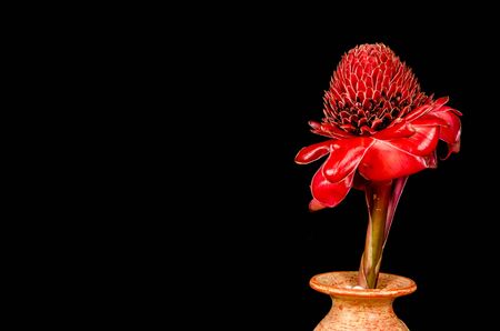 Close up image of Red torch ginger flowerの写真素材