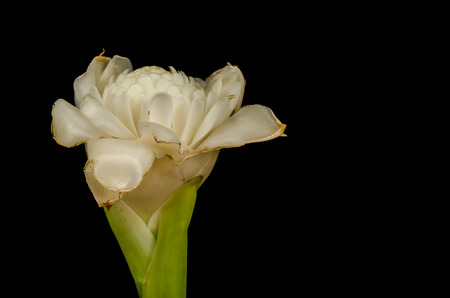 Close up image of Red torch ginger flowerの写真素材