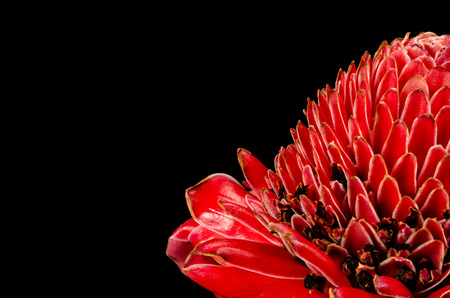 Close up image of Red torch ginger flowerの写真素材