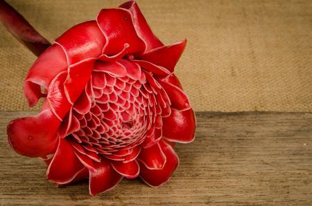 Close up image of Red torch ginger flowerの写真素材