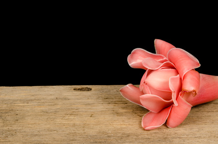 Close up image of Red torch ginger flowerの写真素材