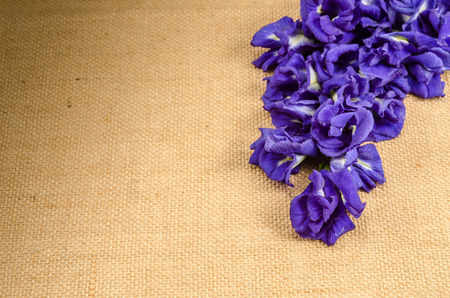 Pea flowers on brown sack backgroundの写真素材