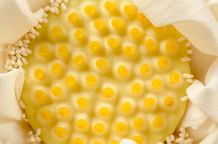 Close up image of White water lillyの写真素材