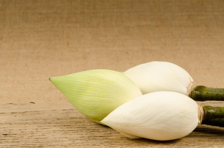 White water lilly on brown sack backgroundの写真素材