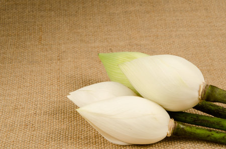 White water lilly on brown sack backgroundの写真素材