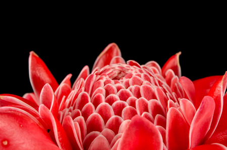 Close up image of Red torch ginger flowerの写真素材