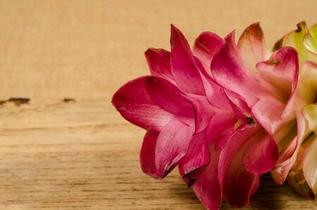 Siam tulip on brown sack backgroundの写真素材