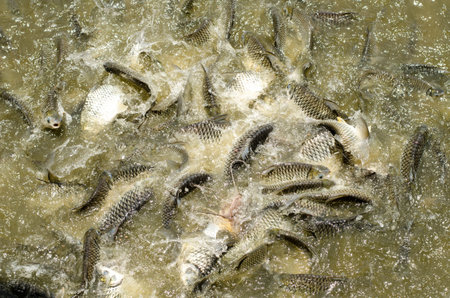 Feeding fishes in pondの写真素材