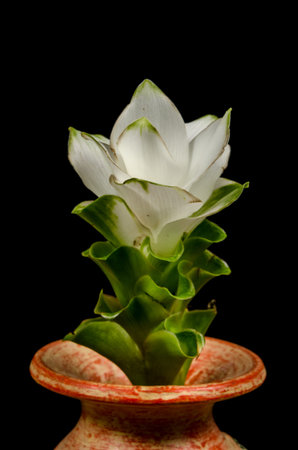 White siam tulip on black background