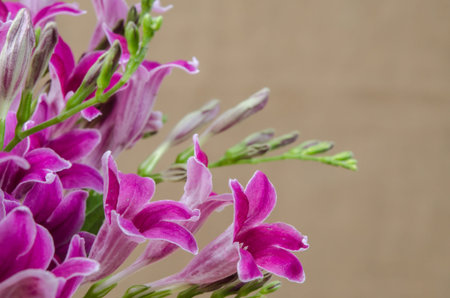 Ganges Primrose, Ganges River asystacia, Chinese violet, Coromandel, Creeping foxglove, Baya, Yaya