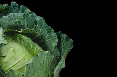 Fresh cabbage on black backgroundの写真素材