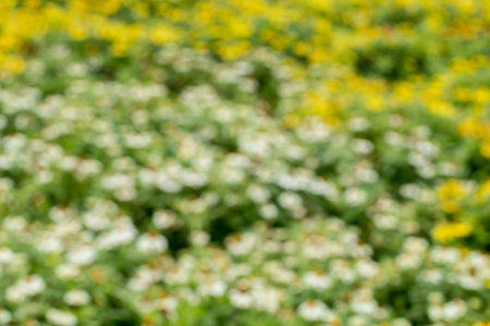 Abstract nature colorful flowers blur backgroundの写真素材