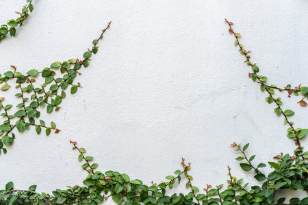 White concrete wall with green leaves plantの写真素材