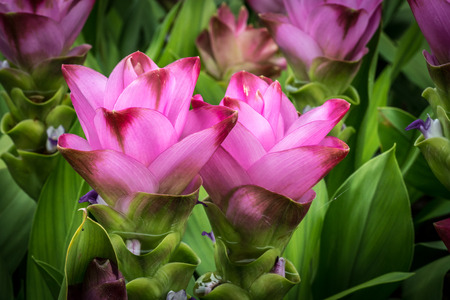 Pink Siam tulip flowers on green blurred backgroundの写真素材