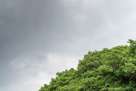 Green leaves with dark cloud sky backgroundの写真素材