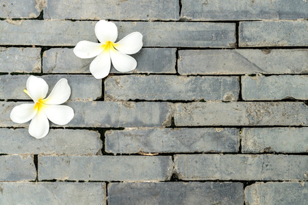 White plumeria flower on the black brick floorの写真素材