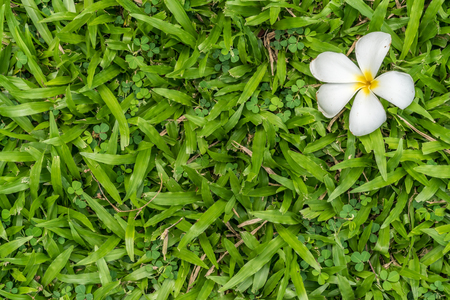 White plumeria flower on green grass texture backgroundの写真素材