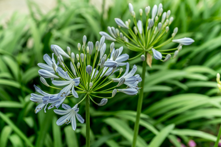White and blue flowers on blurred green leaves backgroundの写真素材