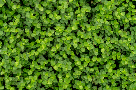 Green leaves floor backgroundの写真素材