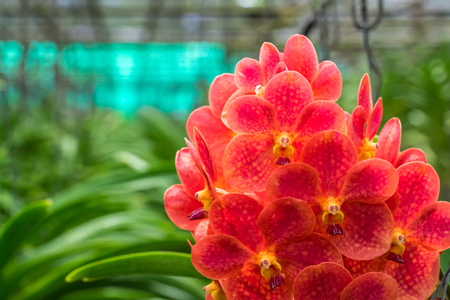 Red orchid in orchid farmの写真素材