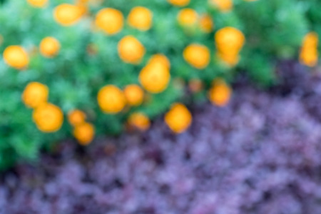 Image of abstract nature colorful flowers blur backgroundの写真素材
