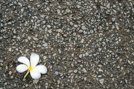 Asphalt gravel texture with white flowerの写真素材