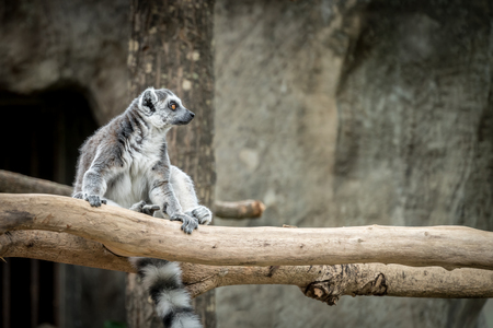 Lemur sitting on branchの写真素材