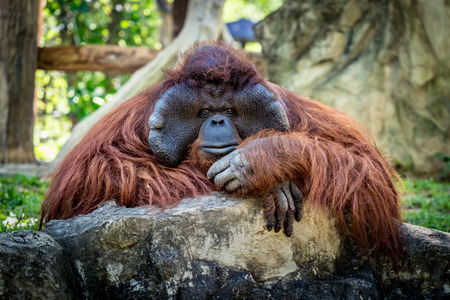 Closeup of Orangutan with green blur backgroundの写真素材