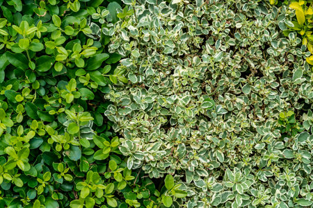Two tones Green leaves wall background